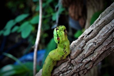 Close-up of frog on tree trunk