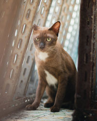 Portrait of cat sitting outdoors