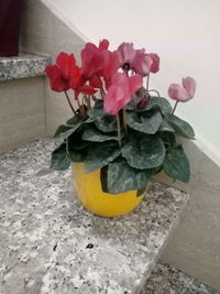 Close-up of pink flowers in vase