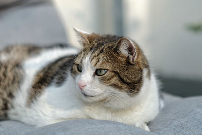 Close-up of a cat looking away