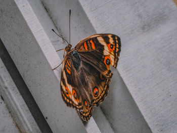 High angle view of butterfly on wall