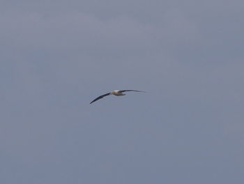 Low angle view of bird flying against clear sky
