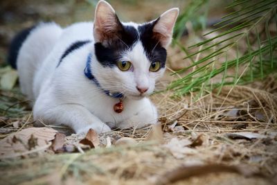 Close-up portrait of a cat