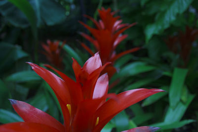 Close-up of red flowers