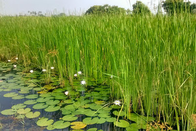 Plant growing in water