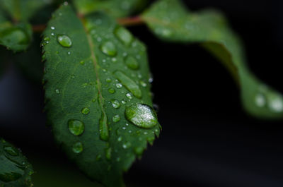 Close-up of raindrops on leaf