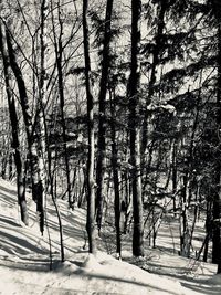 Trees on snow covered landscape