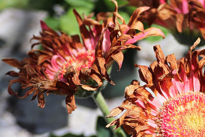 Closeup of drying pink gerbera flower heads.