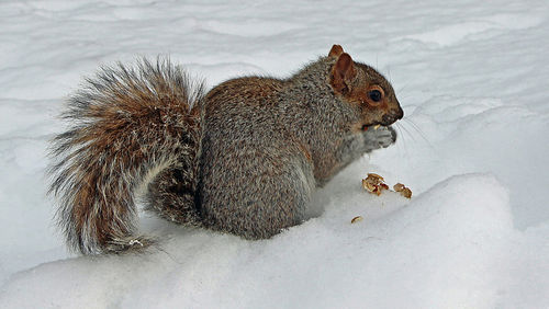 High angle view of squirrel on snow covered field