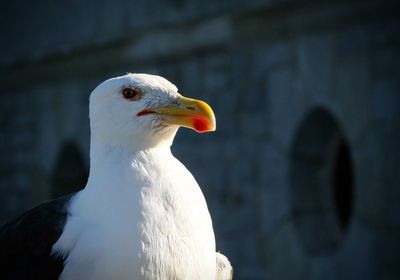 Close-up of seagull