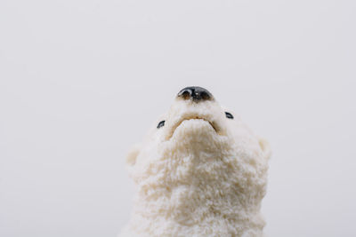 Close-up of a bird over white background