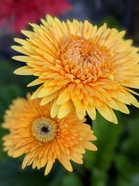Close-up of yellow flower