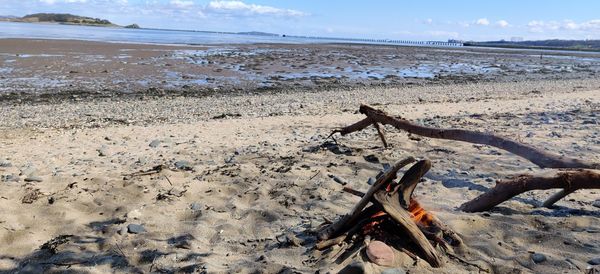 Driftwood on beach