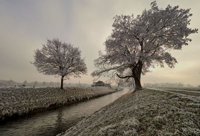 Tree on field against sky