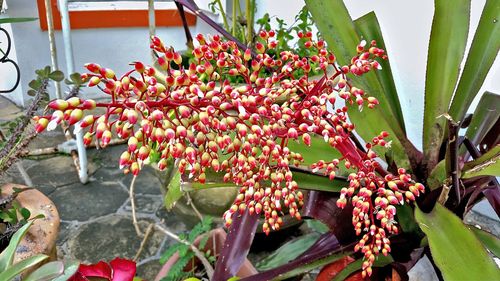 Close-up of red flowers