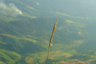 Close-up of plant