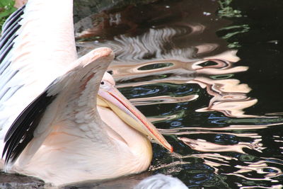 Side view of a bird in water