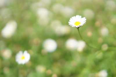 Close-up of flowers blooming outdoors