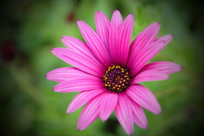 Close-up of pink flower