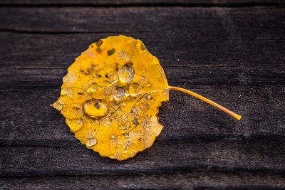 Close-up of yellow leaf on wood