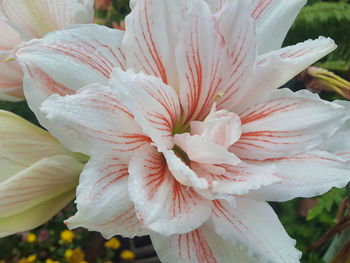 Close-up of white flower blooming outdoors