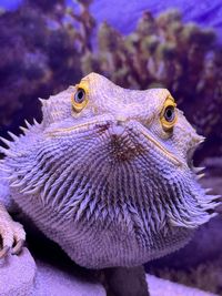 Close-up of lizard