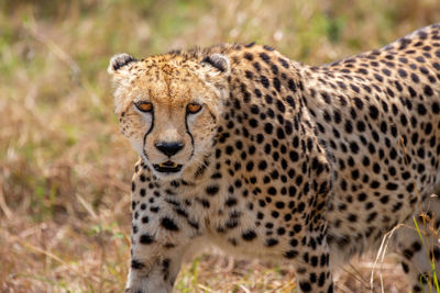 Cheetah close up, acinonyx jubatus, masai mara reserve, kenya