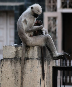 Monkey sitting on wood in zoo