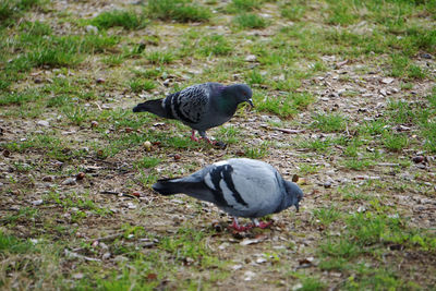 Pigeon perching on a field