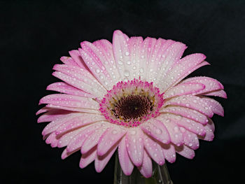 Close-up of water drops on pink flower against black background