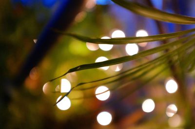 Low angle view of illuminated lights on tree