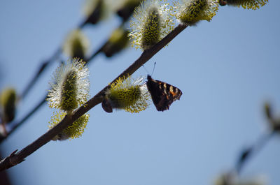 Low angle view of leaf on tree against sky