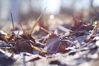 Close-up of frozen dry leaves on field