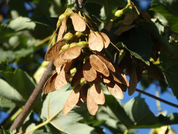 Low angle view of flowering plant on tree