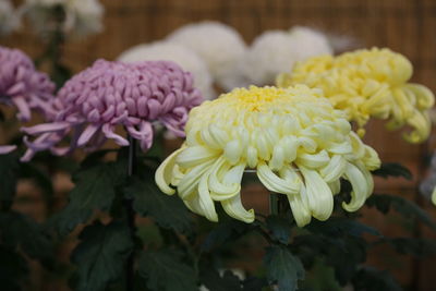 Close-up of yellow roses