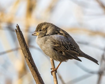 Close-up of bird perching outdoors