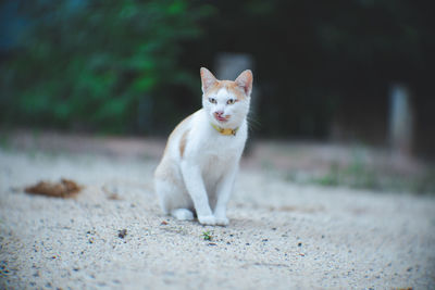 Portrait of cat sitting on land