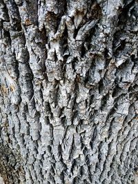 Full frame shot of tree trunk