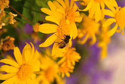 Close-up of bee pollinating on yellow flower