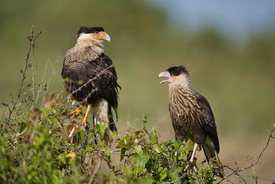 Close-up of eagle perching on tree