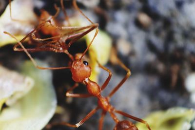 Close-up of insect on plant