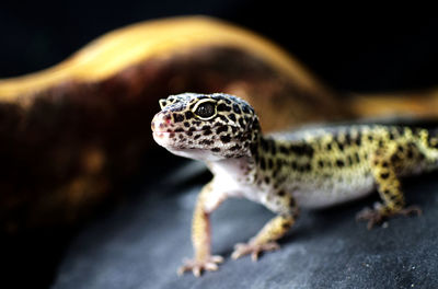 Close-up of lizard