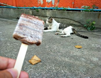 Close-up of hand eating food