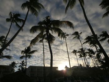 Low angle view of palm trees against sky