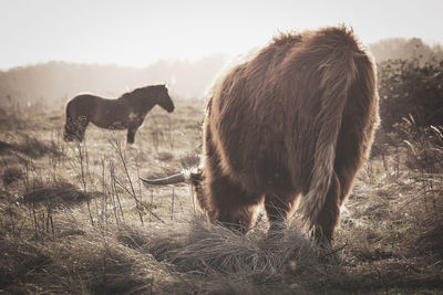 Horses grazing in a field