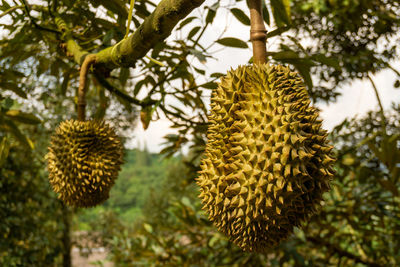 Bunch of green shape spink skin of durian fruits on the trees plant in agriculture field