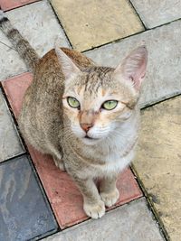 High angle portrait of cat on footpath