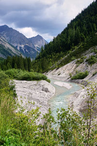 Scenic view of river amidst trees against sky