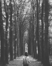 Bare trees in forest