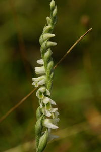 Close-up of plant growing outdoors